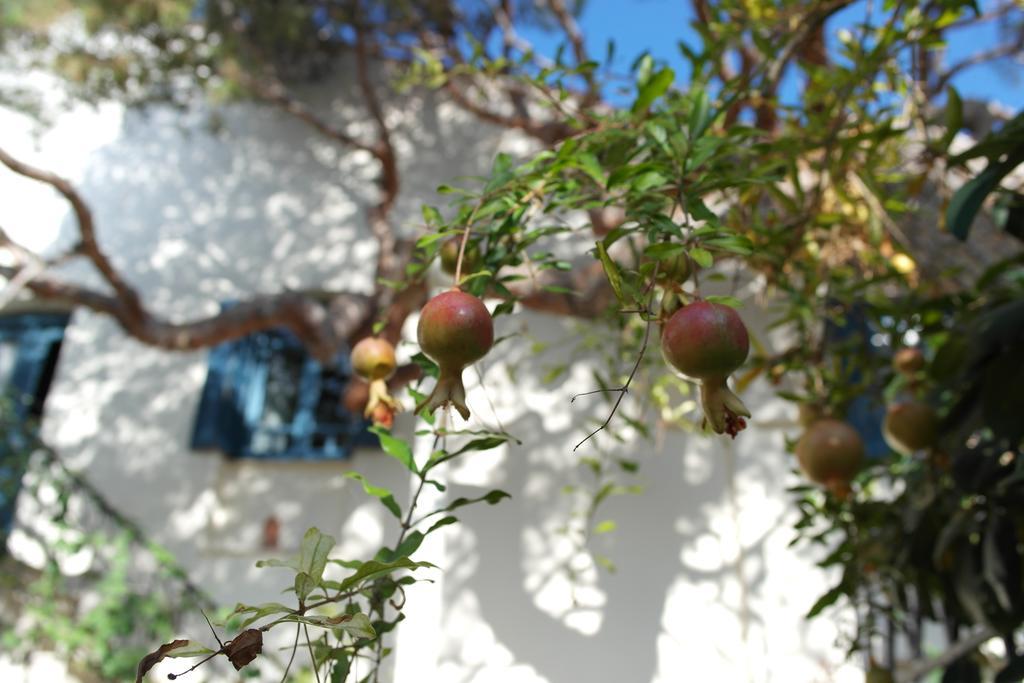 κύνθια Διαμέρισμα
