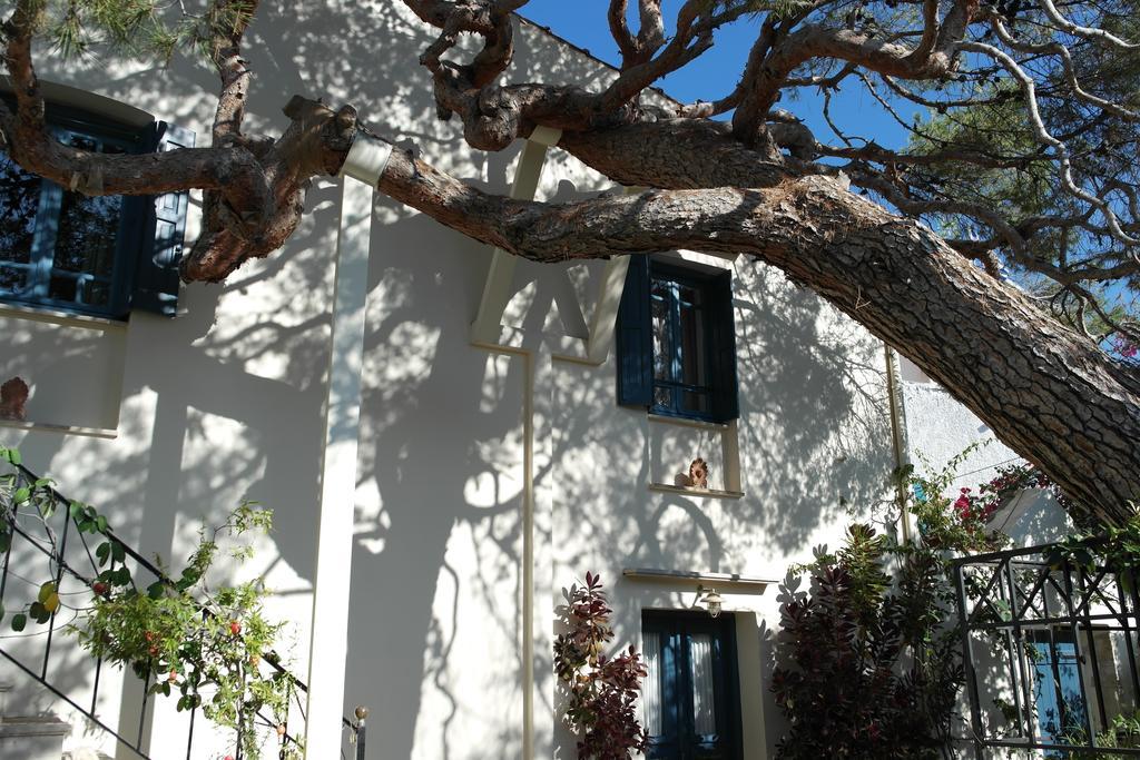 κύνθια *